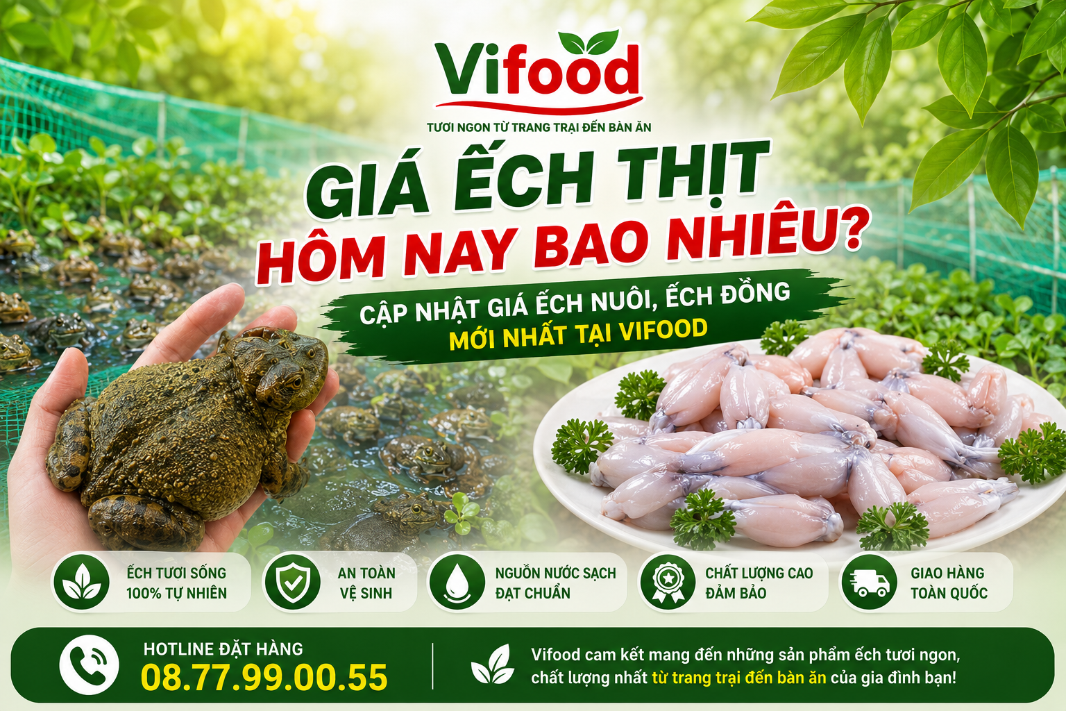 Giá ếch thịt hôm nay bao nhiêu? Cập nhật giá ếch nuôi, ếch đồng mới nhất