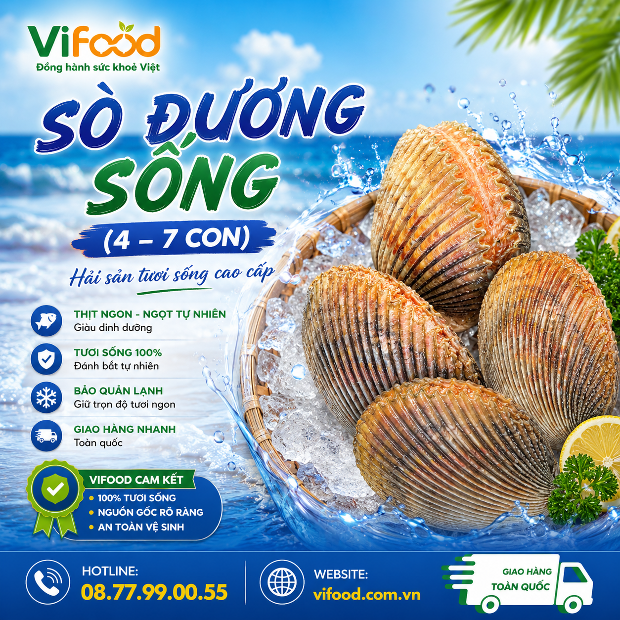 Sò Dương Sống 4–7 Con/Kg