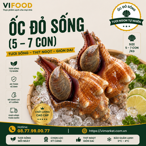 Ốc Đỏ sống (5 — 7 con)