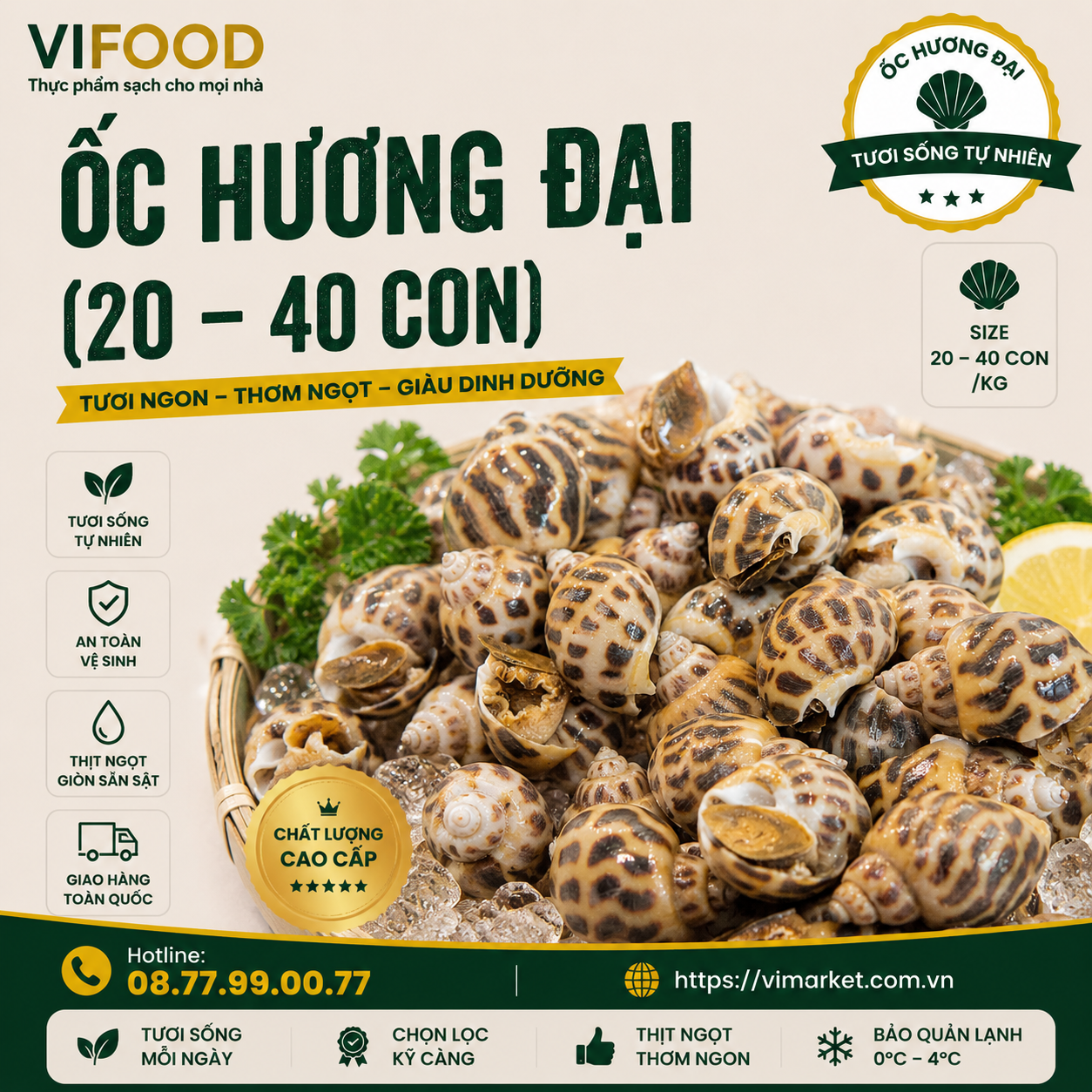 Ốc Hương Đại (20 - 40 con)
