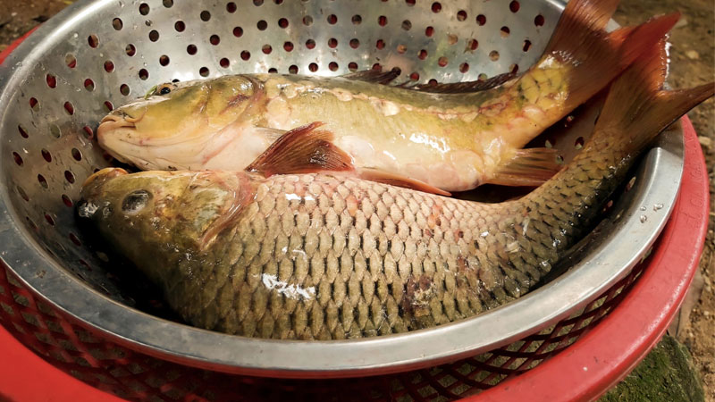 So Sánh Cá Chép Giòn Và Cá Chép Thường