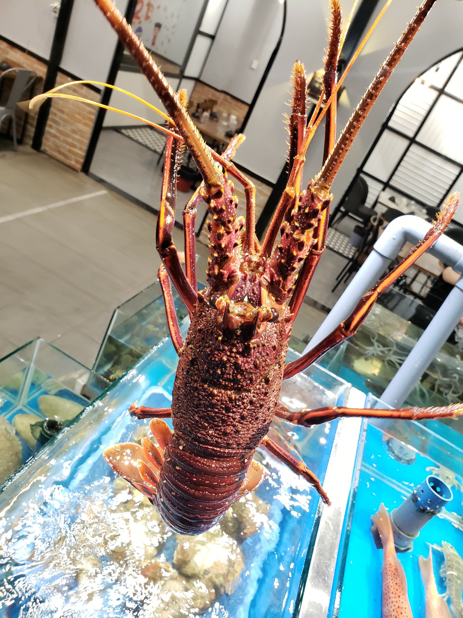 Tôm Hùm Đỏ Úc Tươi Sống