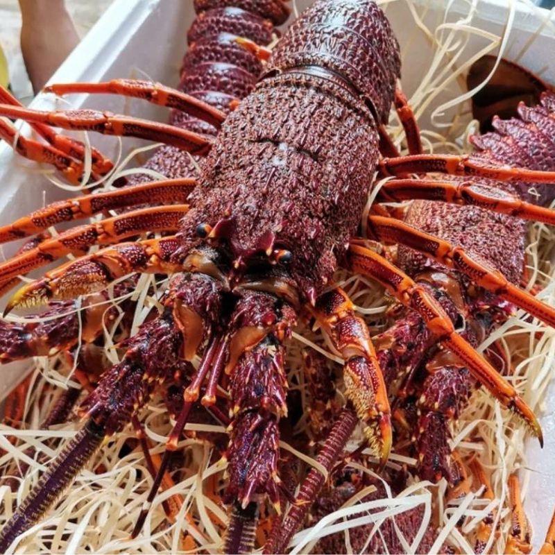 Đặc Điểm Tôm Hùm Đỏ Úc