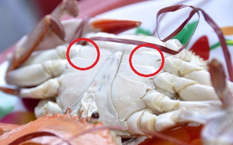Cách chọn ghẹ sống ngon chắc thịt