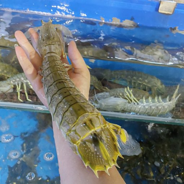 Tôm tích tôm tít tươi sống 4 6 con kg
