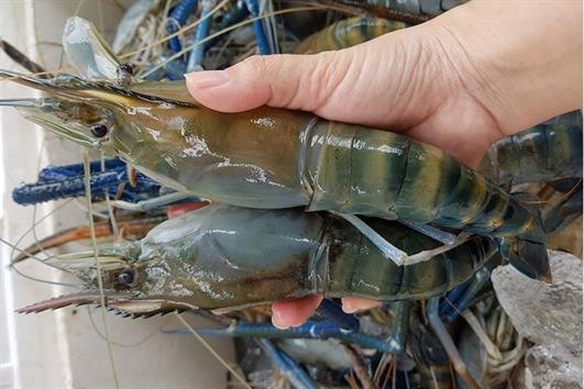 Đặc điểm tôm càng xanh