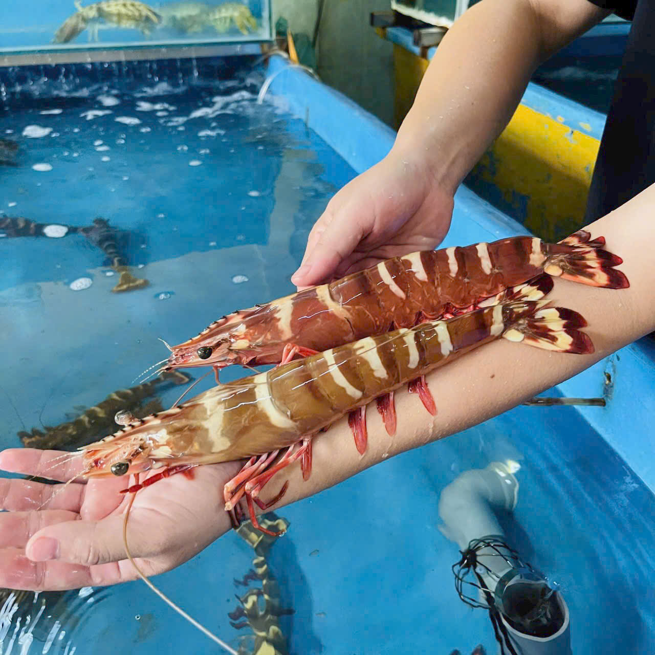 Tôm Sú Nữ Hoàng 5-8 con kg
