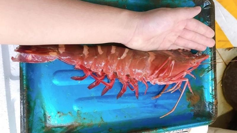Đặc điểm tôm sú nữ hoàng