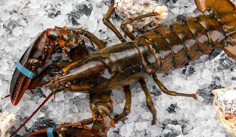 Tôm Hùm Alaska sống nhập khẩu