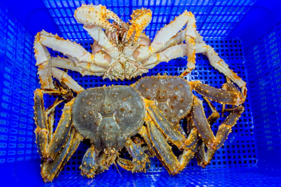 Cua King Crab Xanh sống nhập khẩu Hàn Quốc