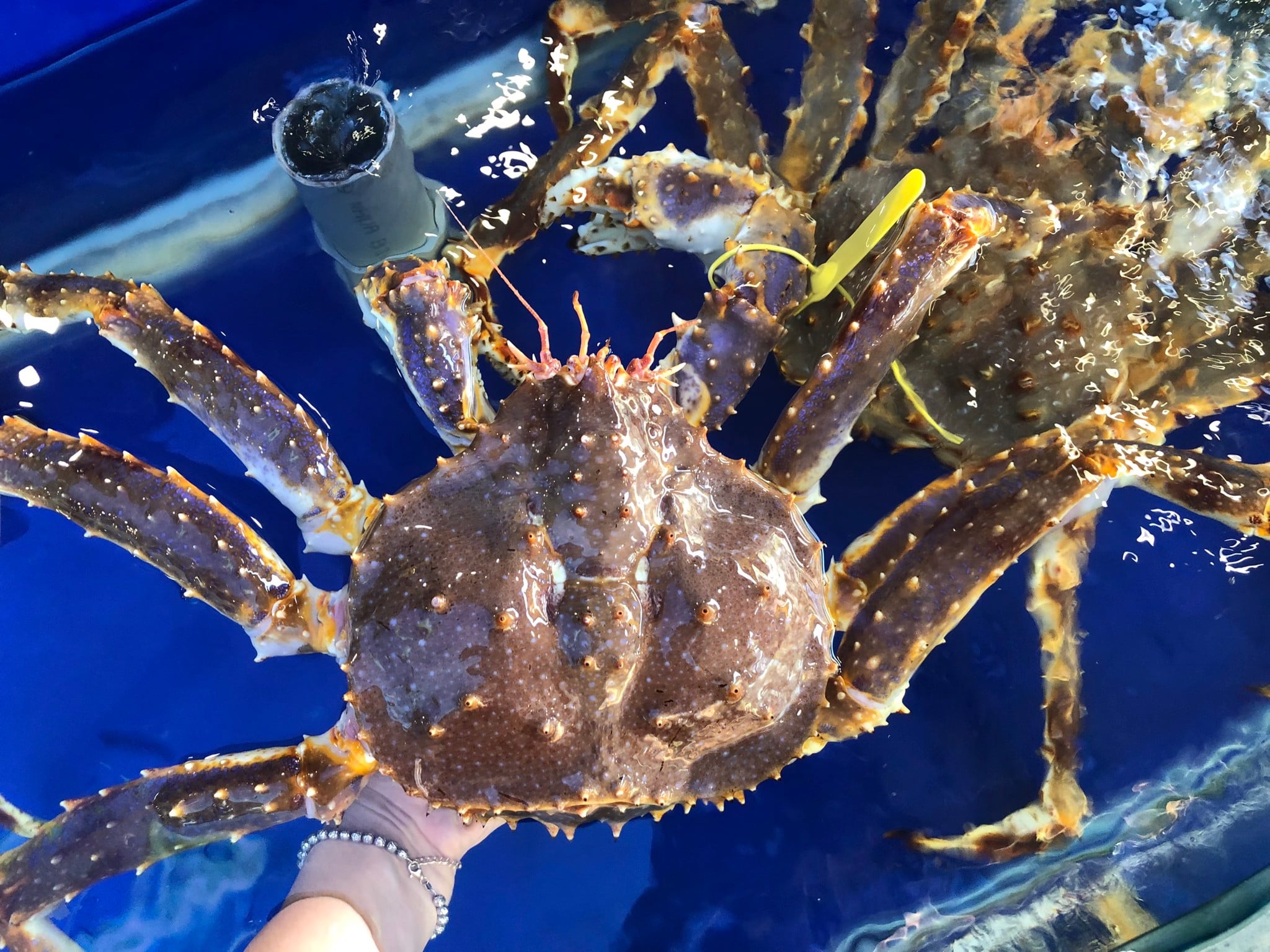 Đặc điểm cua King Crab xanh