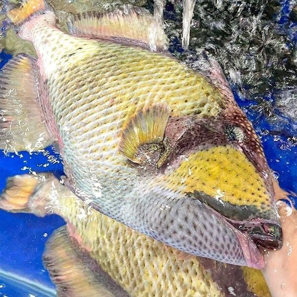 Cá bò giáp tươi sống