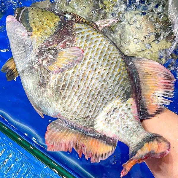 Đặc điểm cá bò giáp