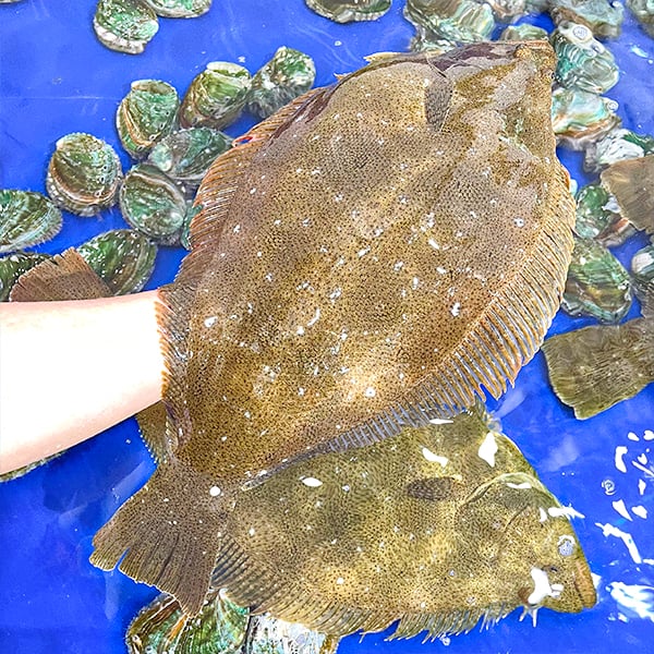 Đặc điểm cá thờn bơn