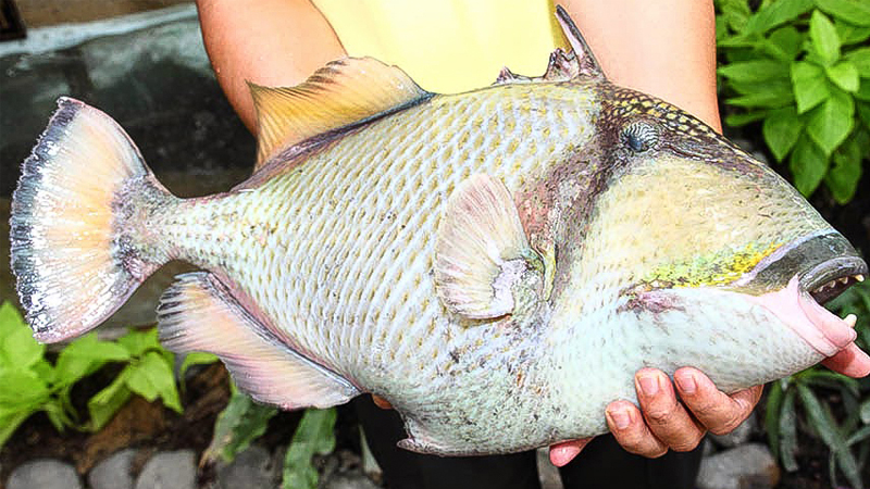 Đặc điểm cá bò da giáp