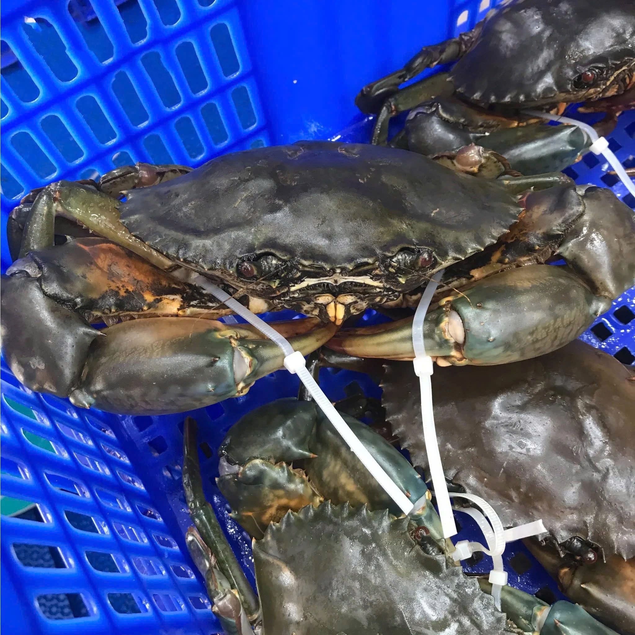Cua Cà Mau có ngon như lời đồn không