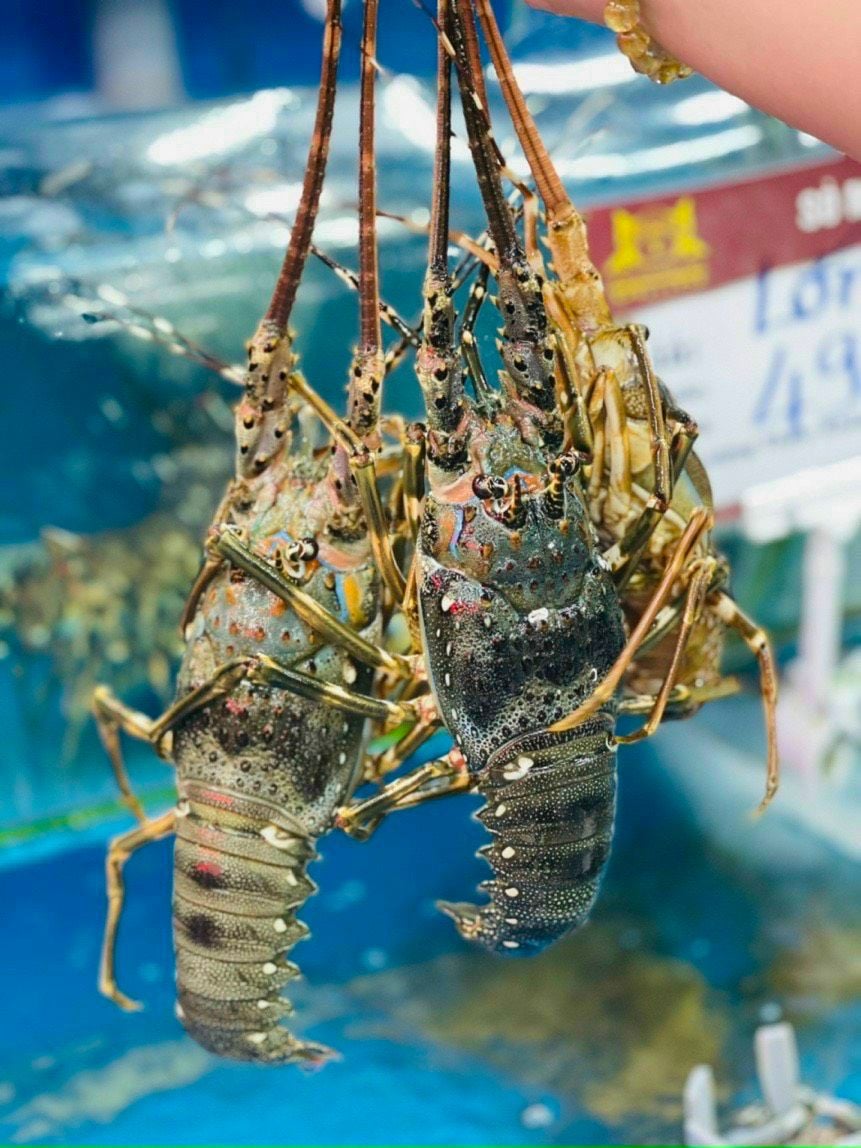 Đặc điểm tôm hùm xanh