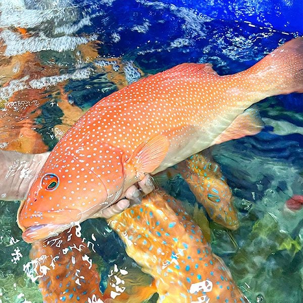 Cá mú đỏ tươi sống