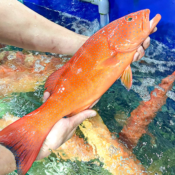 Đặc điểm cá mú đỏ