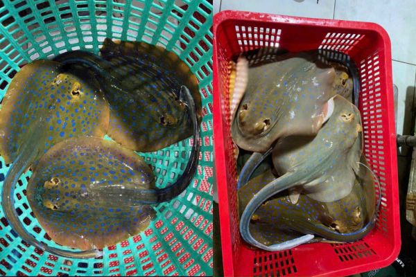 Cá đuối sao xanh tươi sống