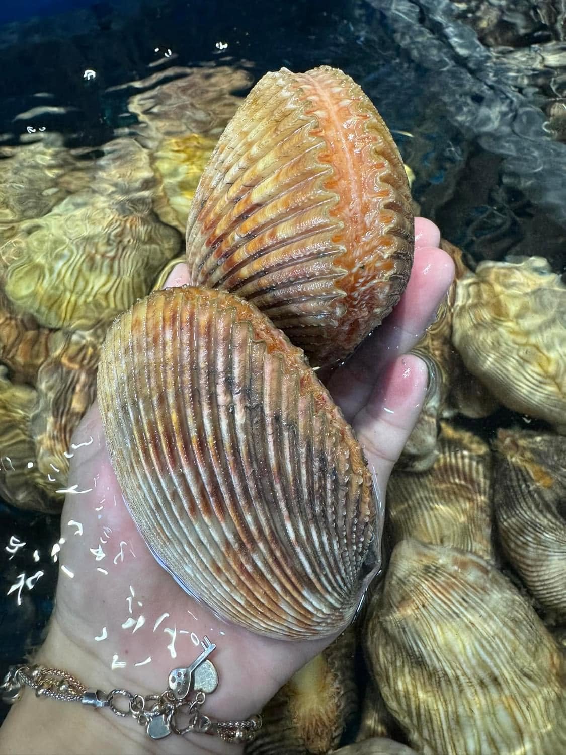 Sò dương sống tươi ngon