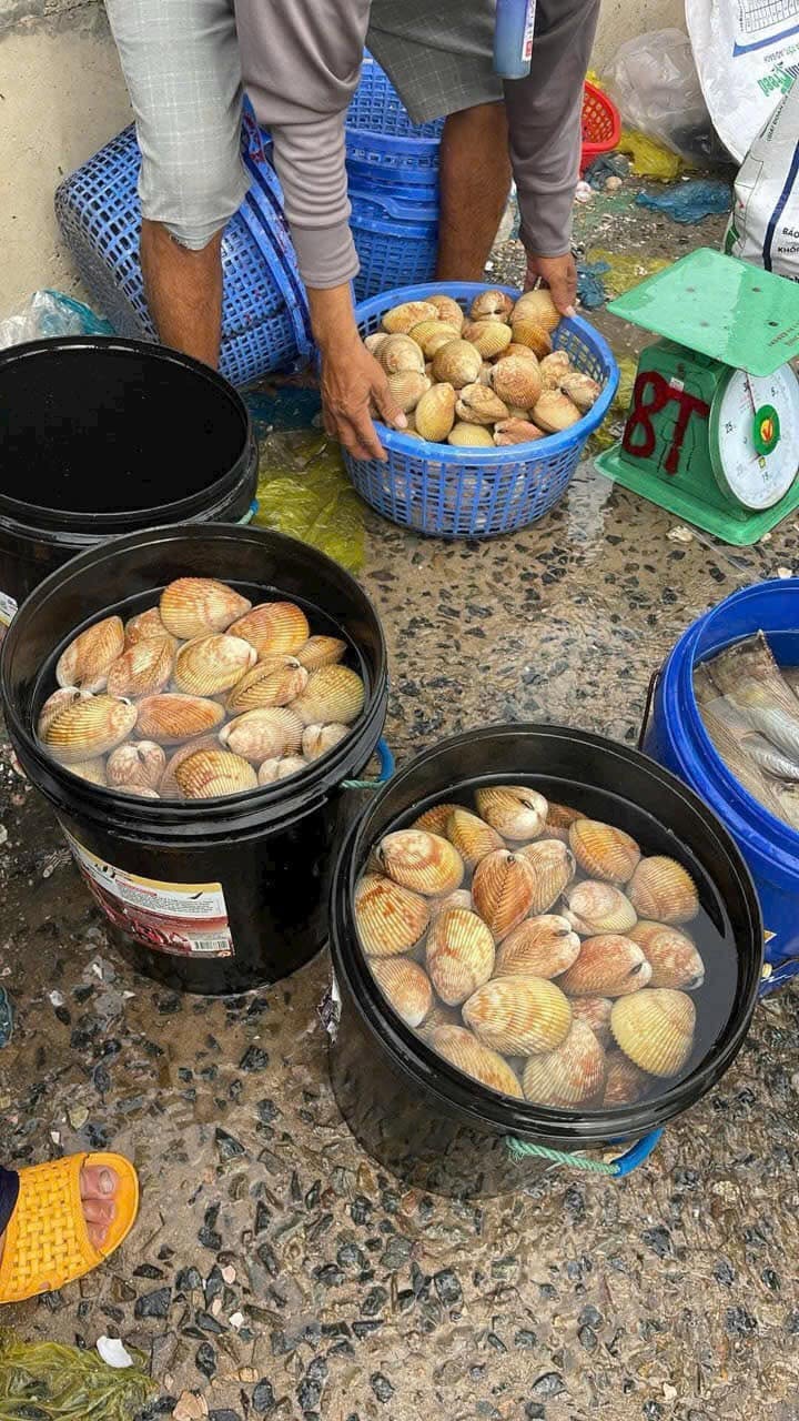 Đặc điểm sò dương