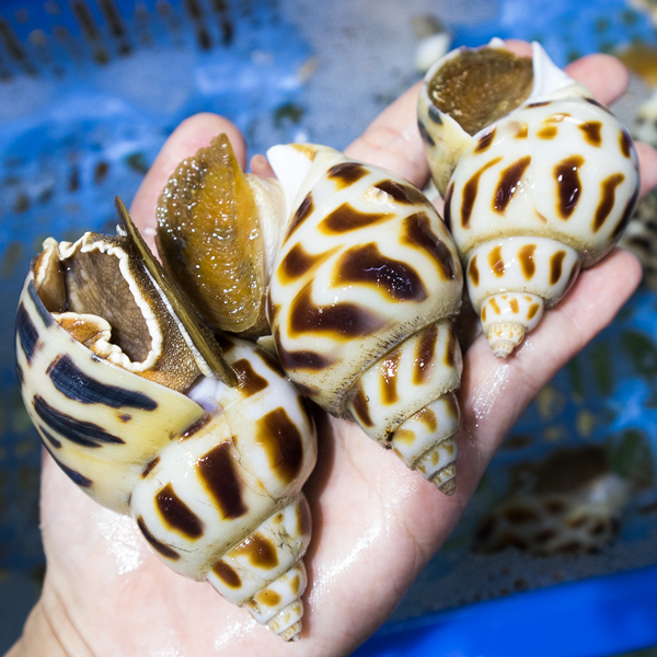 Ốc hương đại tươi sống