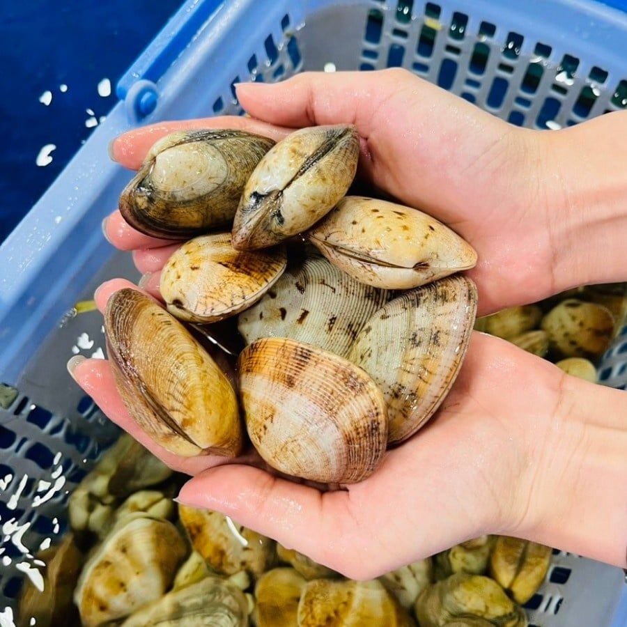 Ngao 2 cồi tươi sống