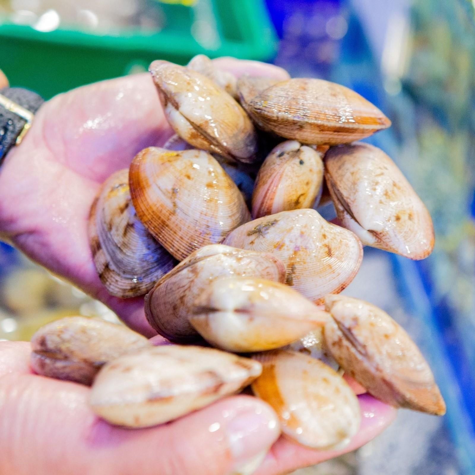 Đặc điểm ngao 2 cồi