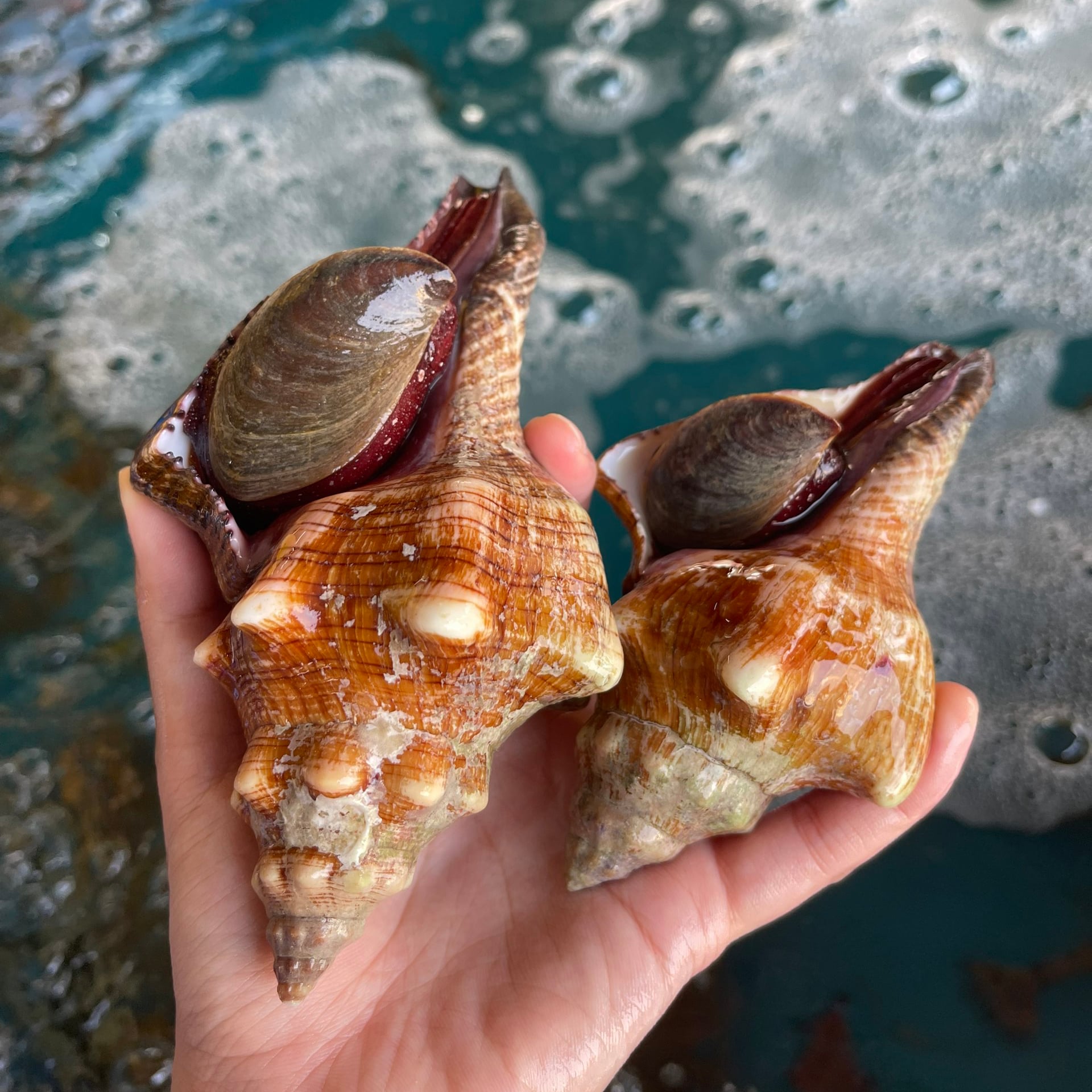 Ốc đỏ sống tươi ngon
