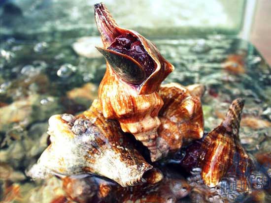 Đặc điểm ốc đỏ
