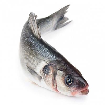 Cá chẽm sống, nuôi an toàn VietGAP loại 1  2-3 kg/con