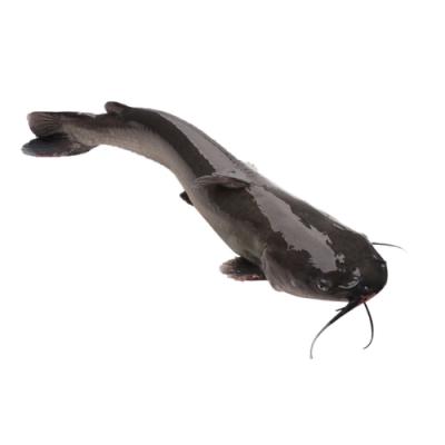 Cá lăng đen sống loại 1, từ thiên nhiên 3-4 kg/con