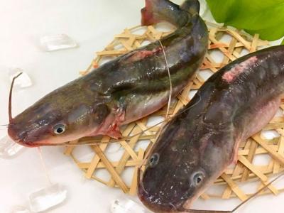 Cá lăng đuôi đỏ sống, thịt ngon ngọt 1,5-2 kg/con