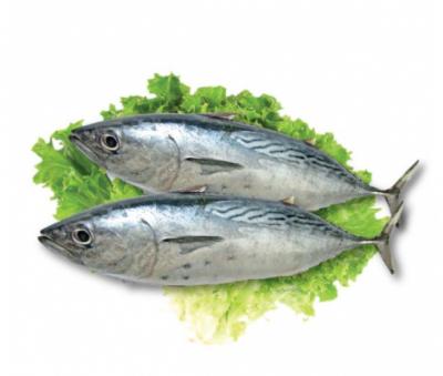 Cá ngừ tươi loại 1, ngon và an toàn  2-2,5 kg/con