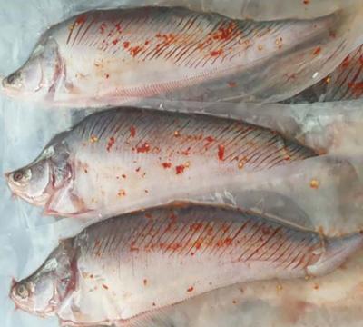 Cá thát lát (cá thác lác) rút xương, thịt thơm ngon