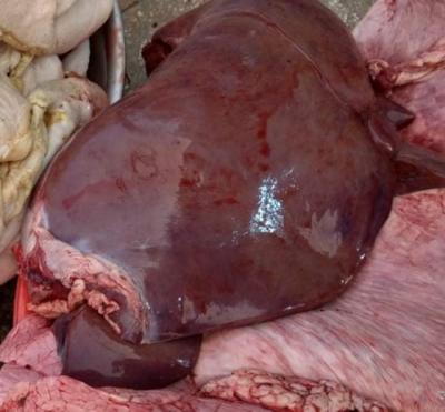 Phổi bò làm món gì ăn ngon có thể tự chế biến tại nhà