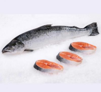 Salmon Fish - Cá hồi tươi nguyên con
